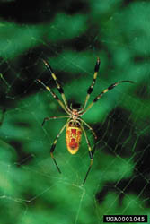 [1] ������� ����-��������� Nephila clavipes.