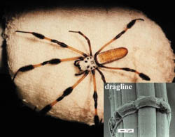  [3] ������� ����-��������� Nephila clavipes.