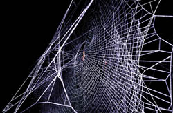  [4] ������� Nephila clavipes.