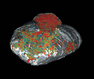 ������ ����� ���������� � ����� ��������, ������������� ����� ������.