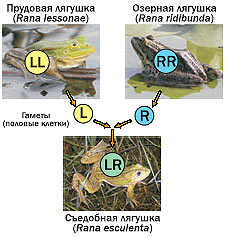 ���.2 ������������ � ����������������� ������� �������. ����� (����������� ����� �� ���������� ��������) �������� ������� ��������� ������ L, � ������� � R (���� ������� ���������) 