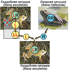 ���.3 ��������������� ��������� (���������) ������� ��� �� ����������� � ������������ ����� (������� ��������). ����� �������� ������� (���������� �����), ���������� ������� ������, ���������� ��� ������ �����. � ������� �������� �������, ������������ � �������� ��������� ������� �� � �� ����� ������