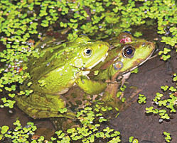 ���.5 �� ���������� ��� ������ �������� �������� �� ��������� ��������� ����� ����������� �������� ������������ �������� � ��������. ��������� �������� ���������������� ������������ ����� ��������� � ����� ������� ������� (���� ������)